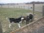 livestock fencing for all types of domestic animal
