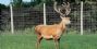 deer fencing - ideal for deer farming & deer e